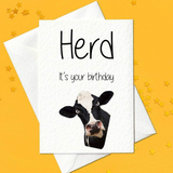 Herd it's your birthday - Funny Card (A6)